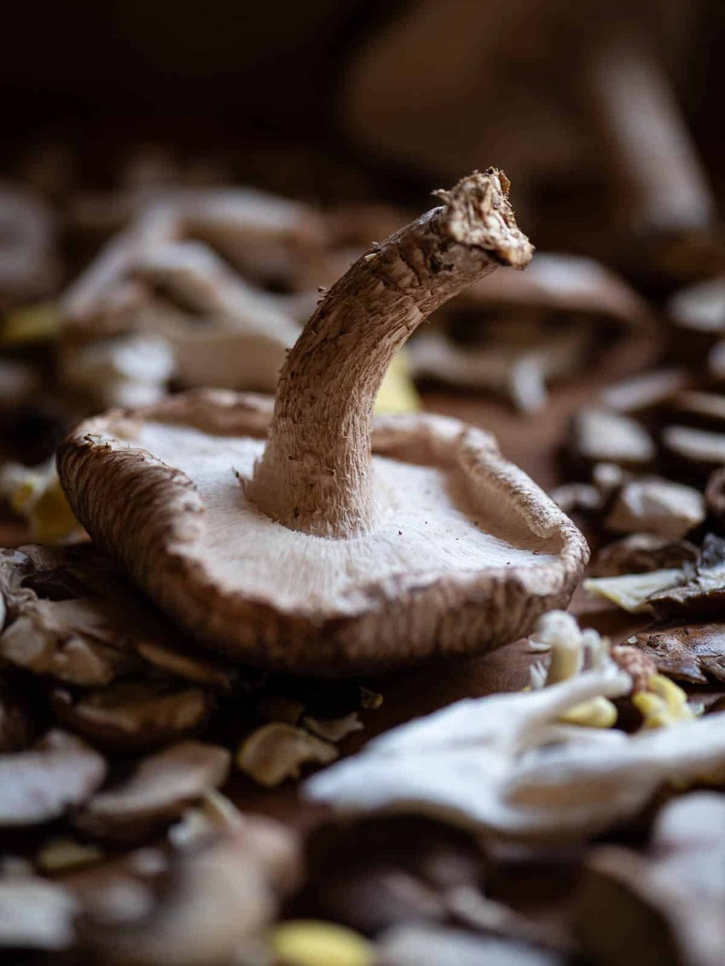 Close up of a Portobello mushrooms on a a bed of other mushrooms.